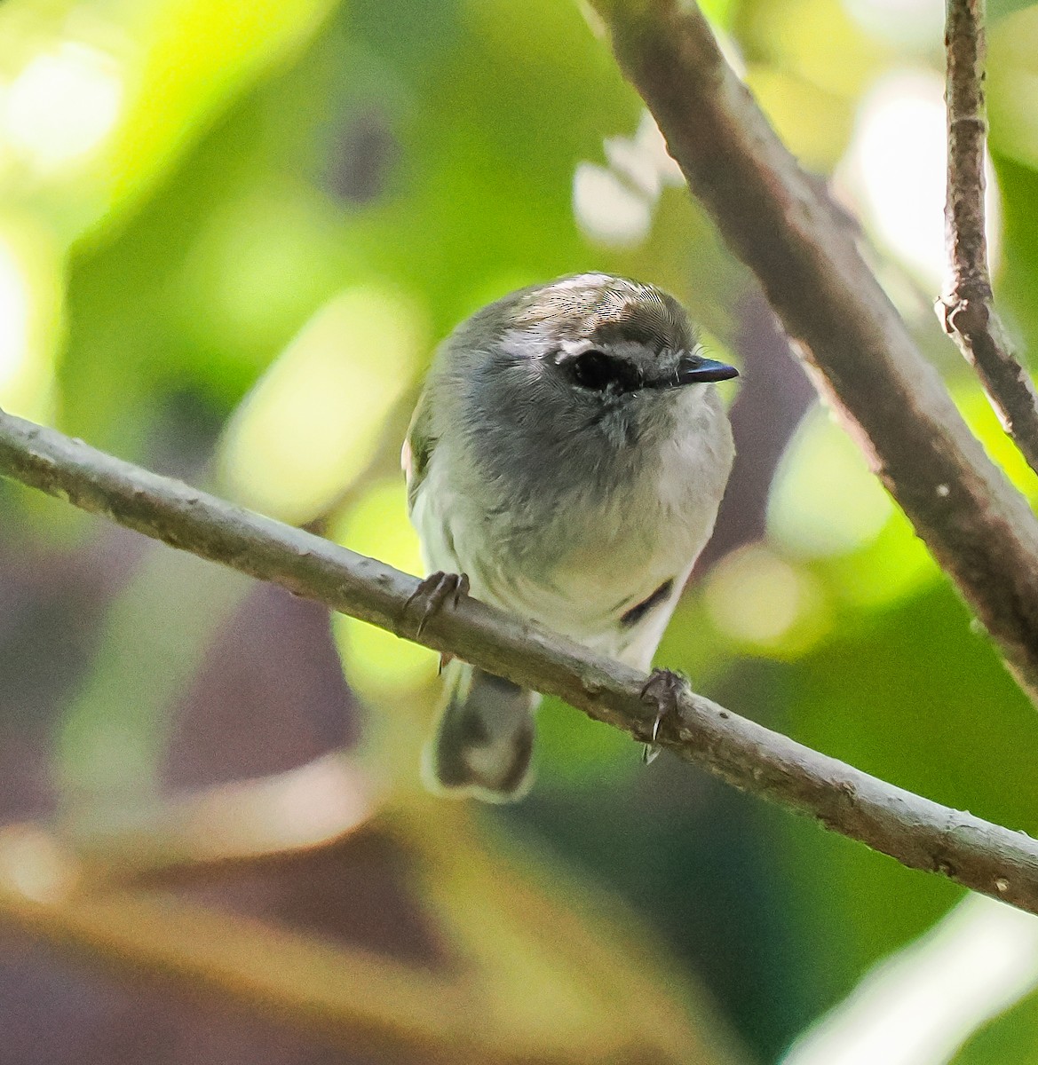 Brown Gerygone - ML641906759