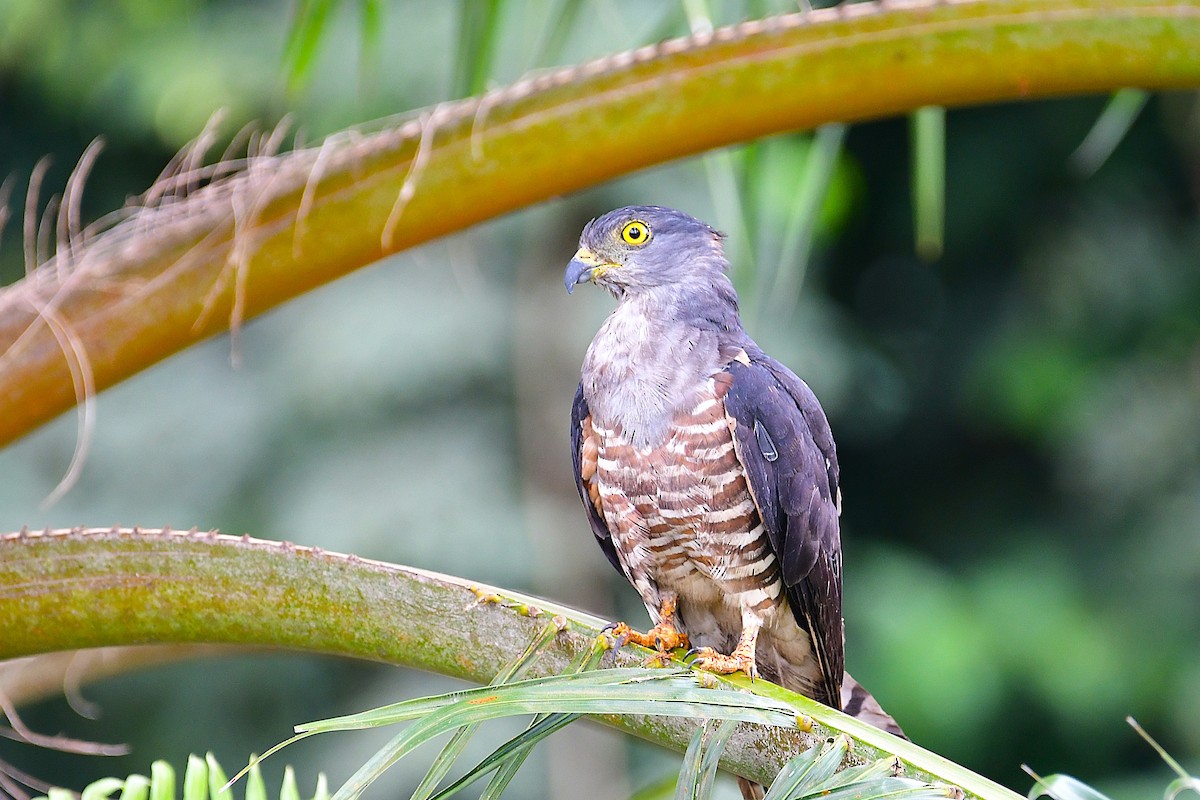 African Cuckoo-Hawk - ML641906760
