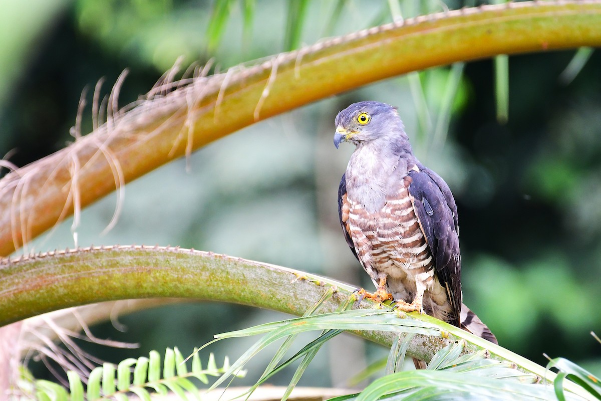 African Cuckoo-Hawk - ML641906761