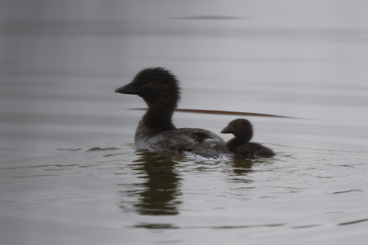 Musk Duck - ML641906768