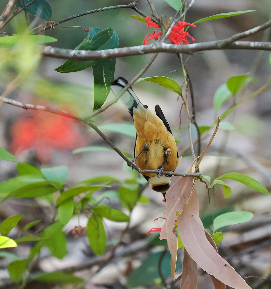 Eastern Spinebill - ML641906776