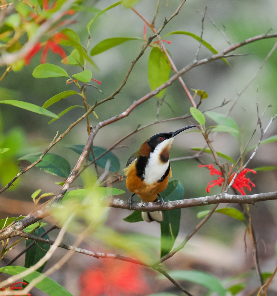 Eastern Spinebill - ML641906777