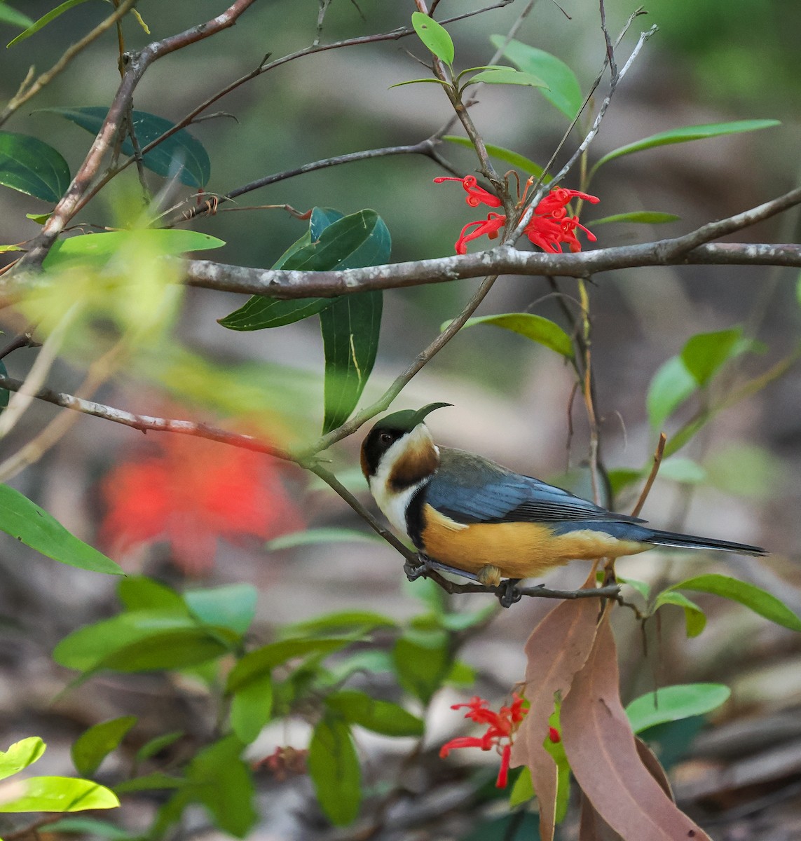 Eastern Spinebill - ML641906778