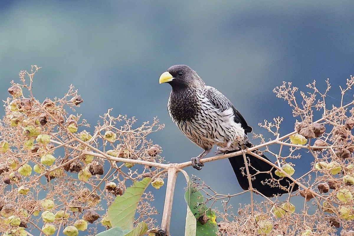Western Plantain-eater - ML641906805