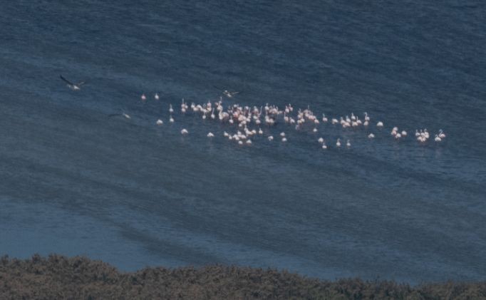 Greater Flamingo - ML641906806