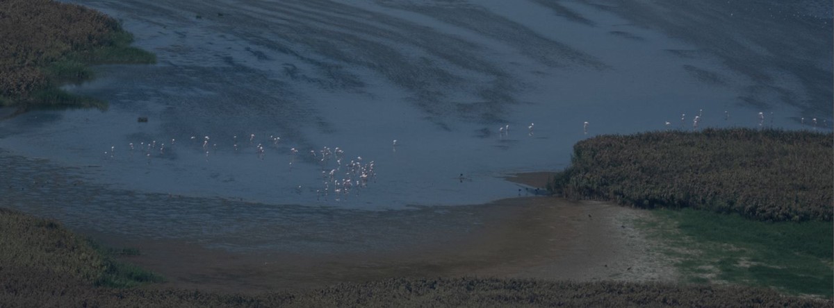 Greater Flamingo - ML641906807