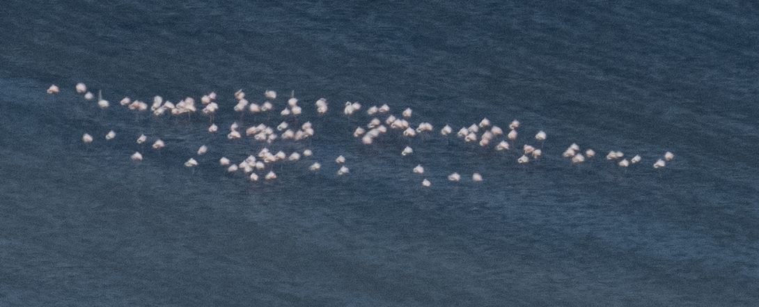 Greater Flamingo - ML641906808