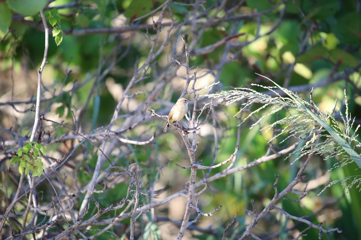 Palm Warbler - ML641906812