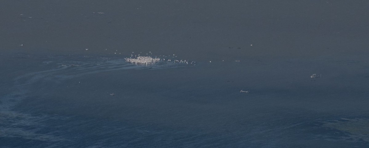 Dalmatian Pelican - ML641906817