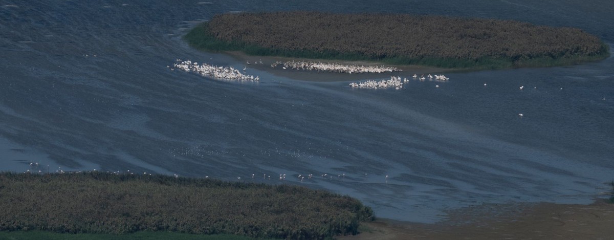 Dalmatian Pelican - ML641906818