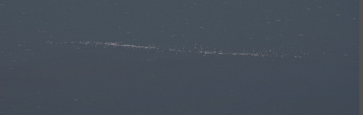 Dalmatian Pelican - ML641906820