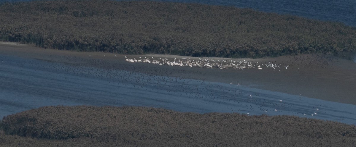 Dalmatian Pelican - ML641906821
