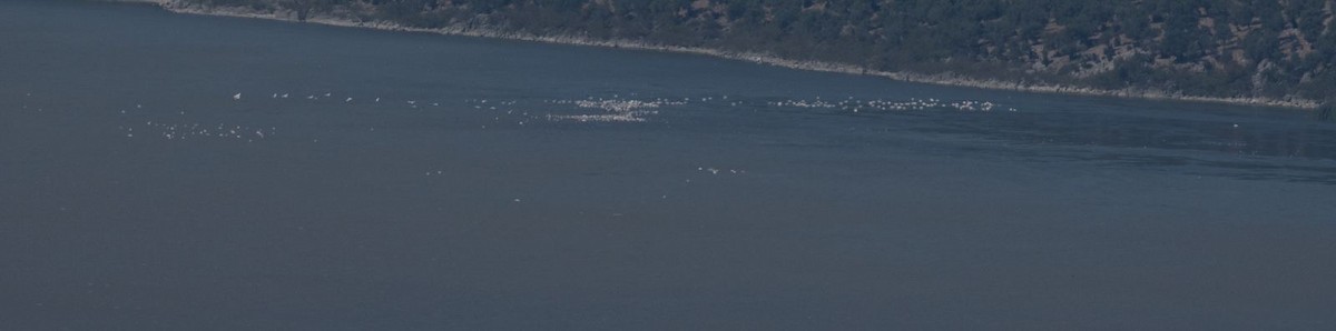 Dalmatian Pelican - ML641906822