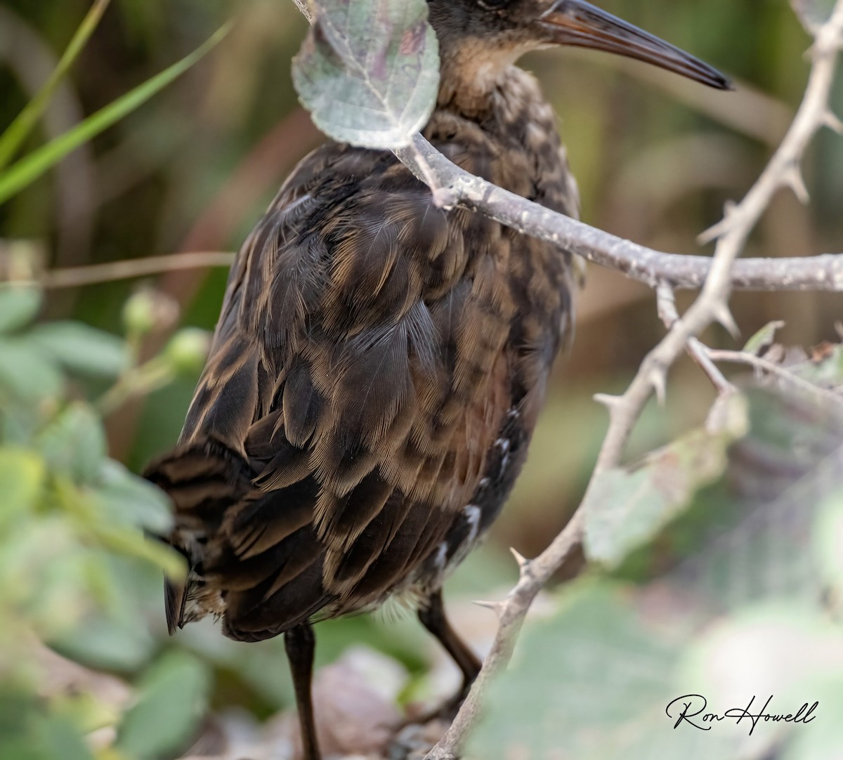 Virginia Rail - ML641906853