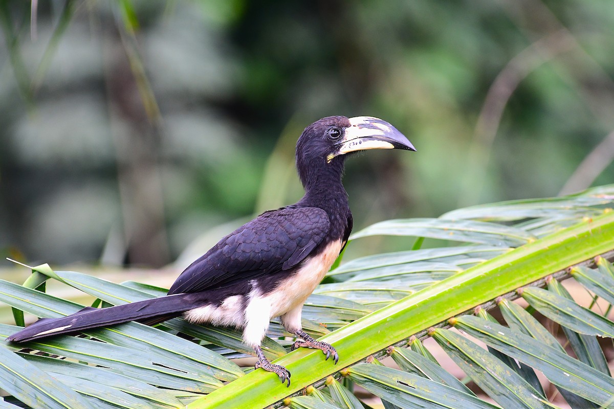 West African Pied Hornbill - ML641906856