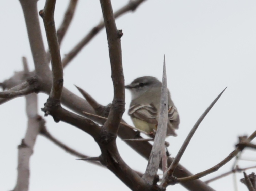 Straneck's Tyrannulet - ML641906870