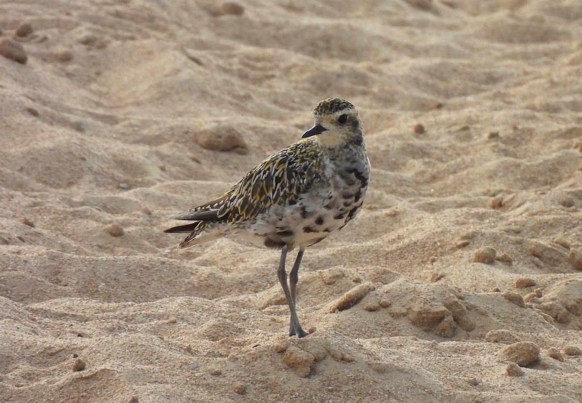Pacific Golden-Plover - ML641906877