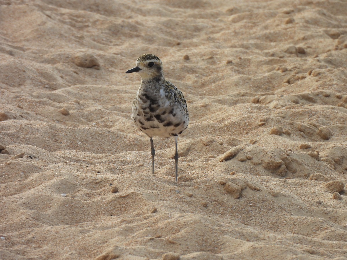 Pacific Golden-Plover - ML641906879