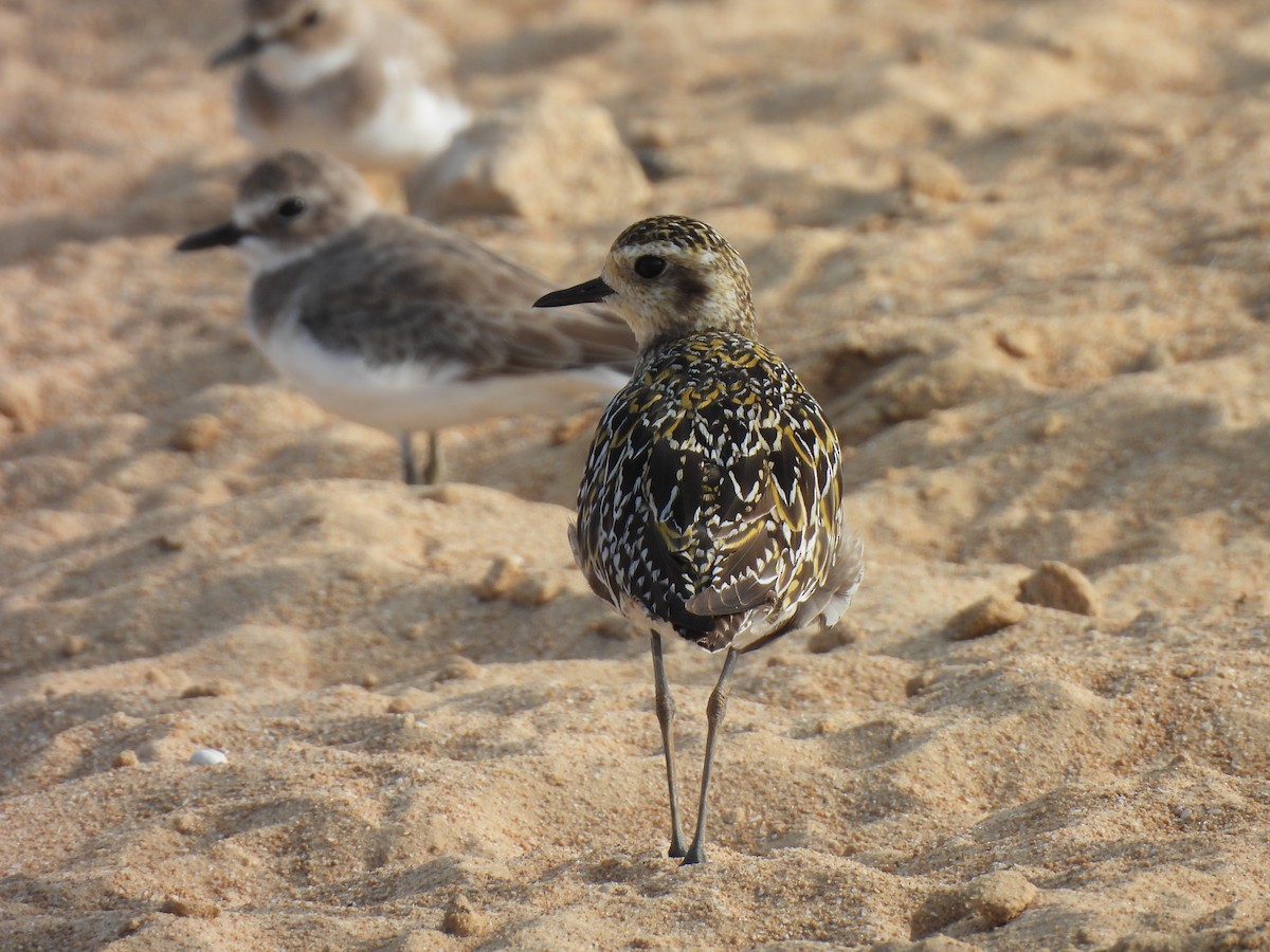 Pacific Golden-Plover - ML641906880