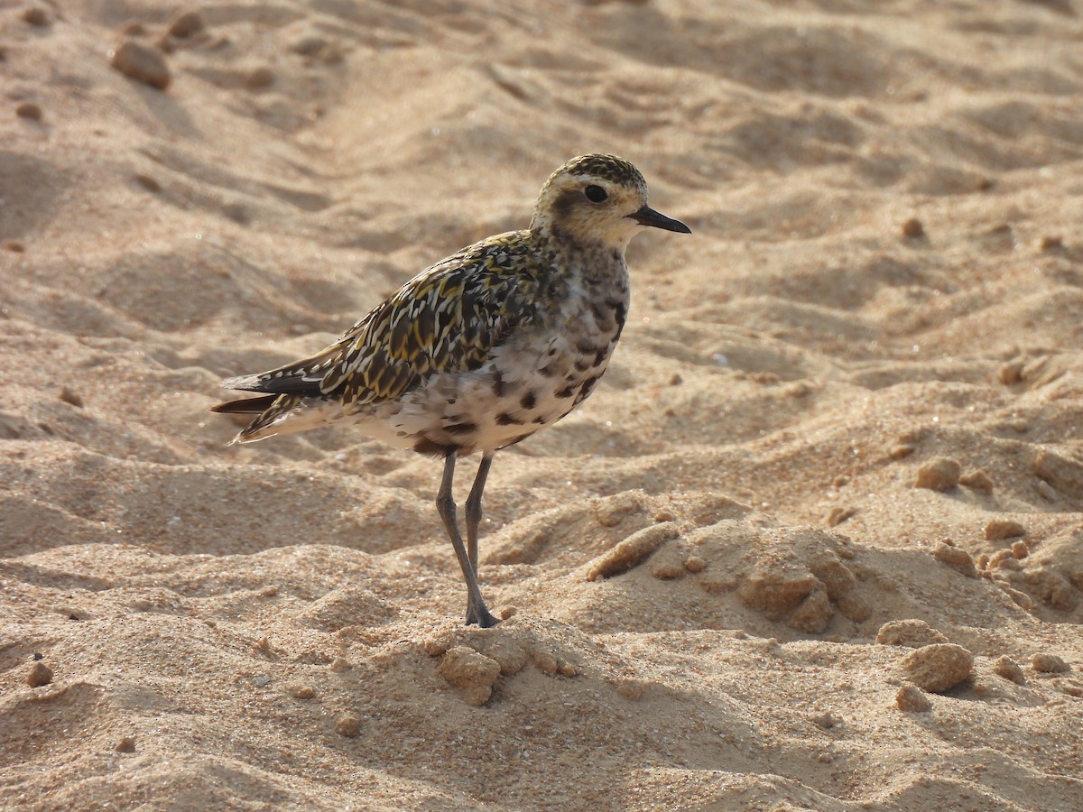 Pacific Golden-Plover - ML641906882