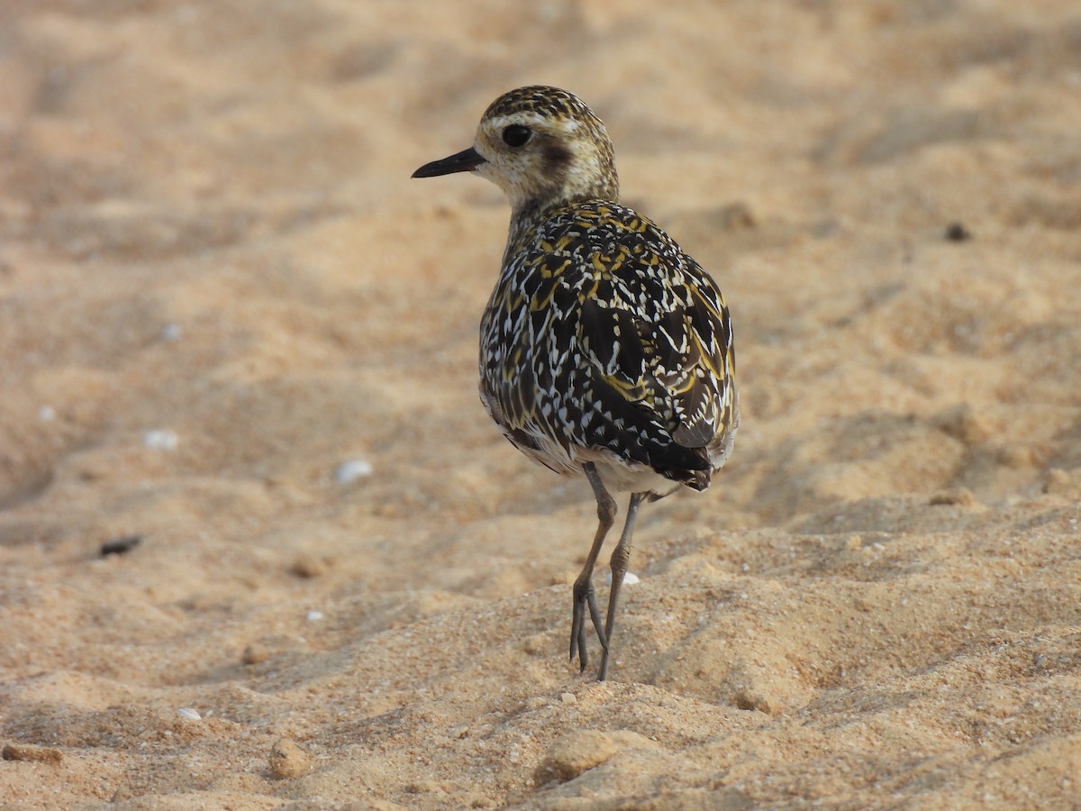 Pacific Golden-Plover - ML641906883