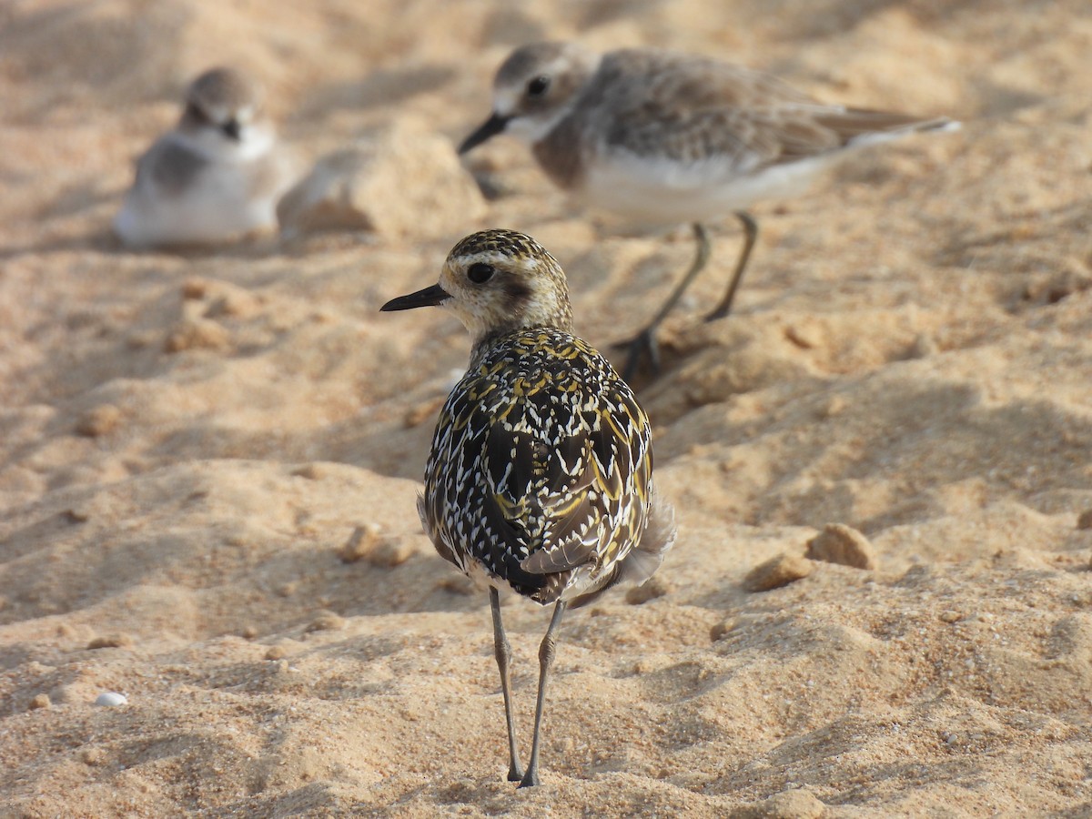 Pacific Golden-Plover - ML641906884
