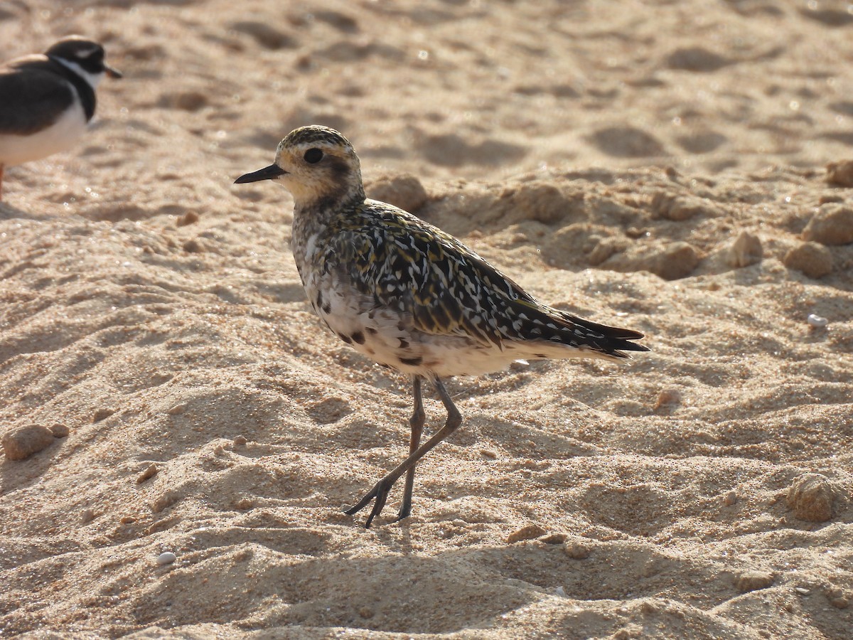 Pacific Golden-Plover - ML641906885
