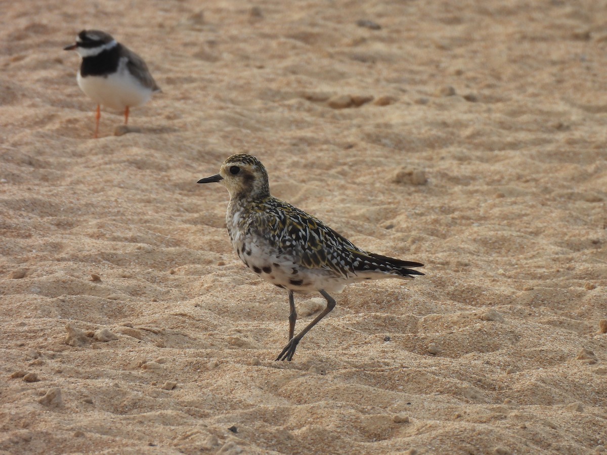 Pacific Golden-Plover - ML641906887