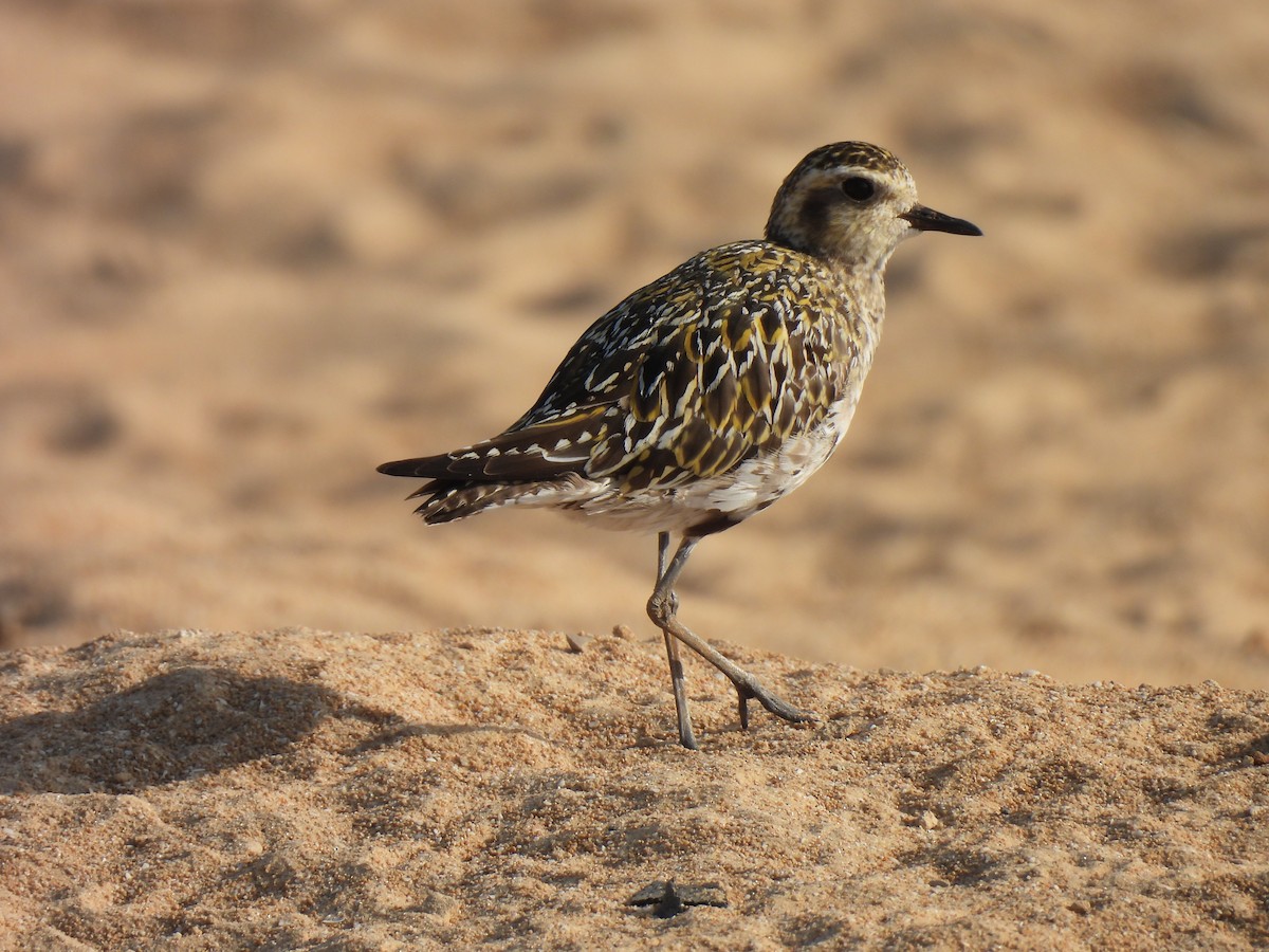 Pacific Golden-Plover - ML641906888