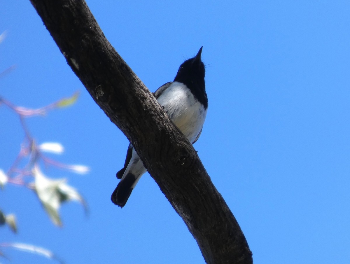 Hooded Robin - ML641906891
