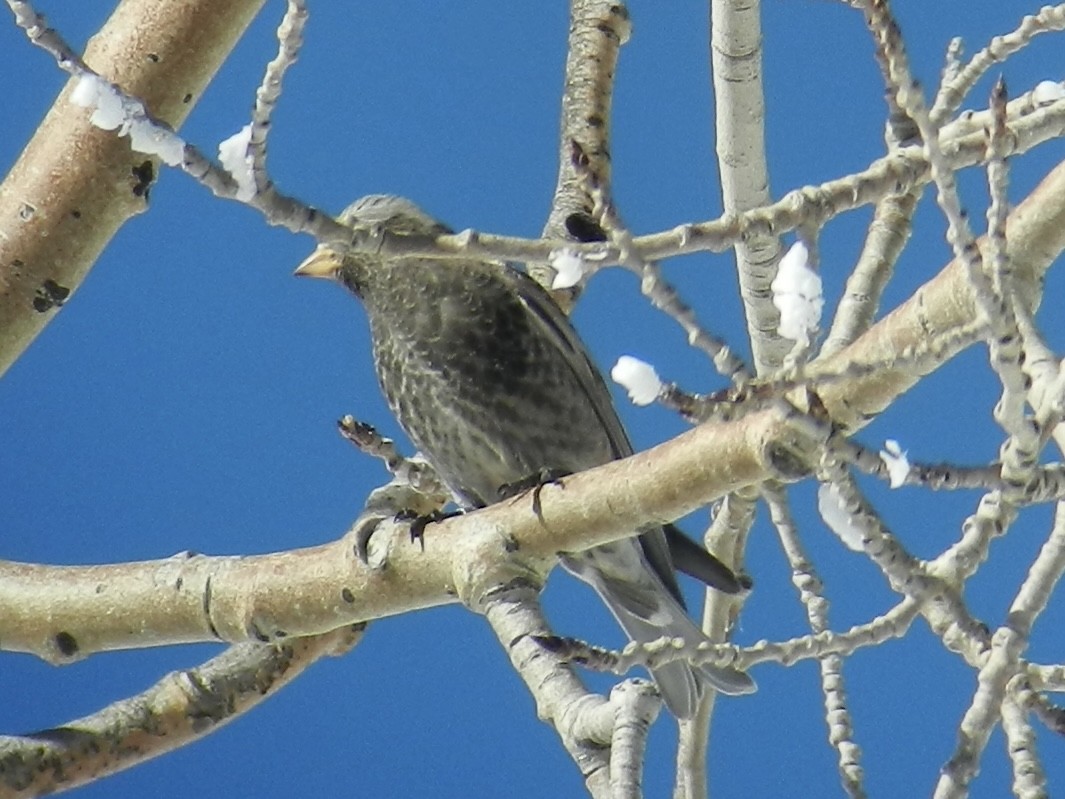 Black Rosy-Finch - ML641906898