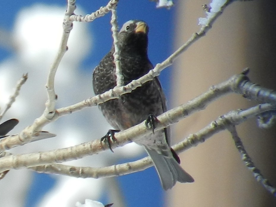 Black Rosy-Finch - ML641906899