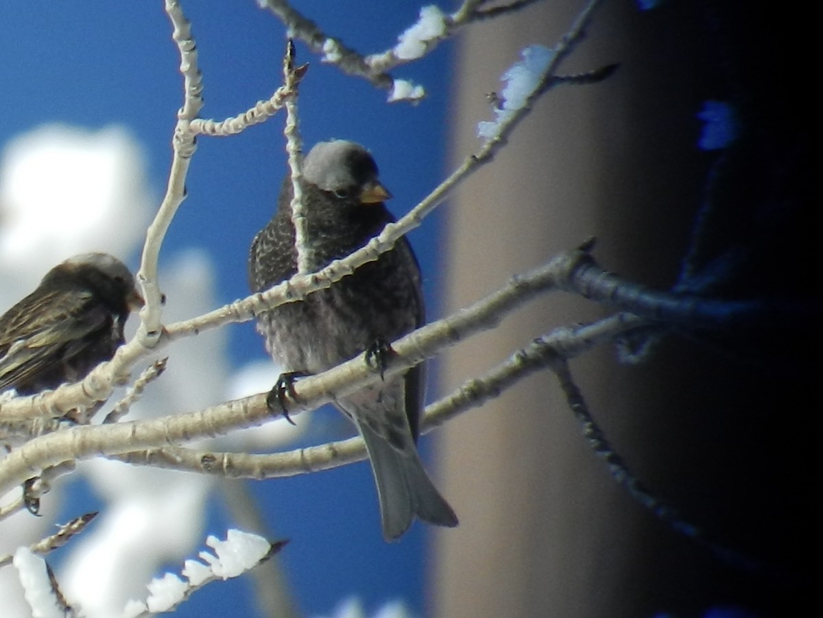 Black Rosy-Finch - ML641906900