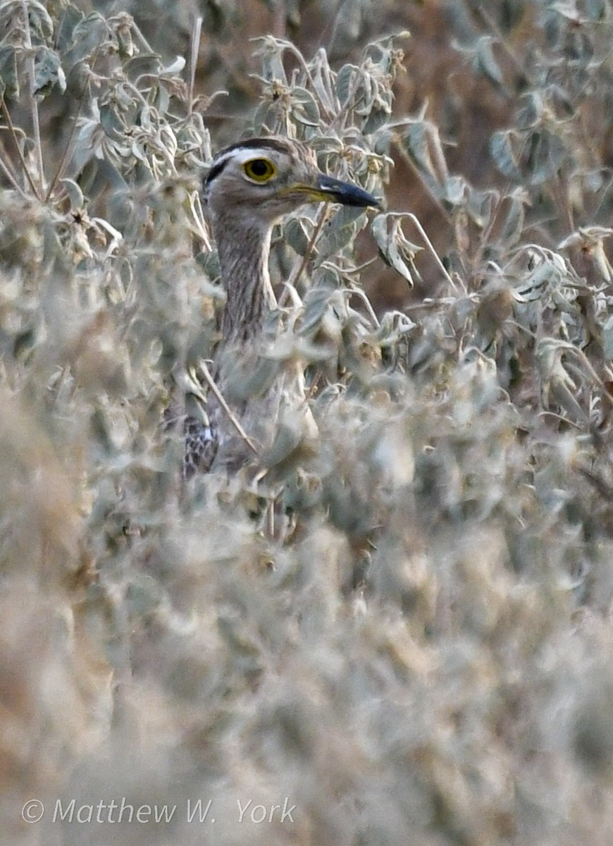 Double-striped Thick-knee - ML641906905