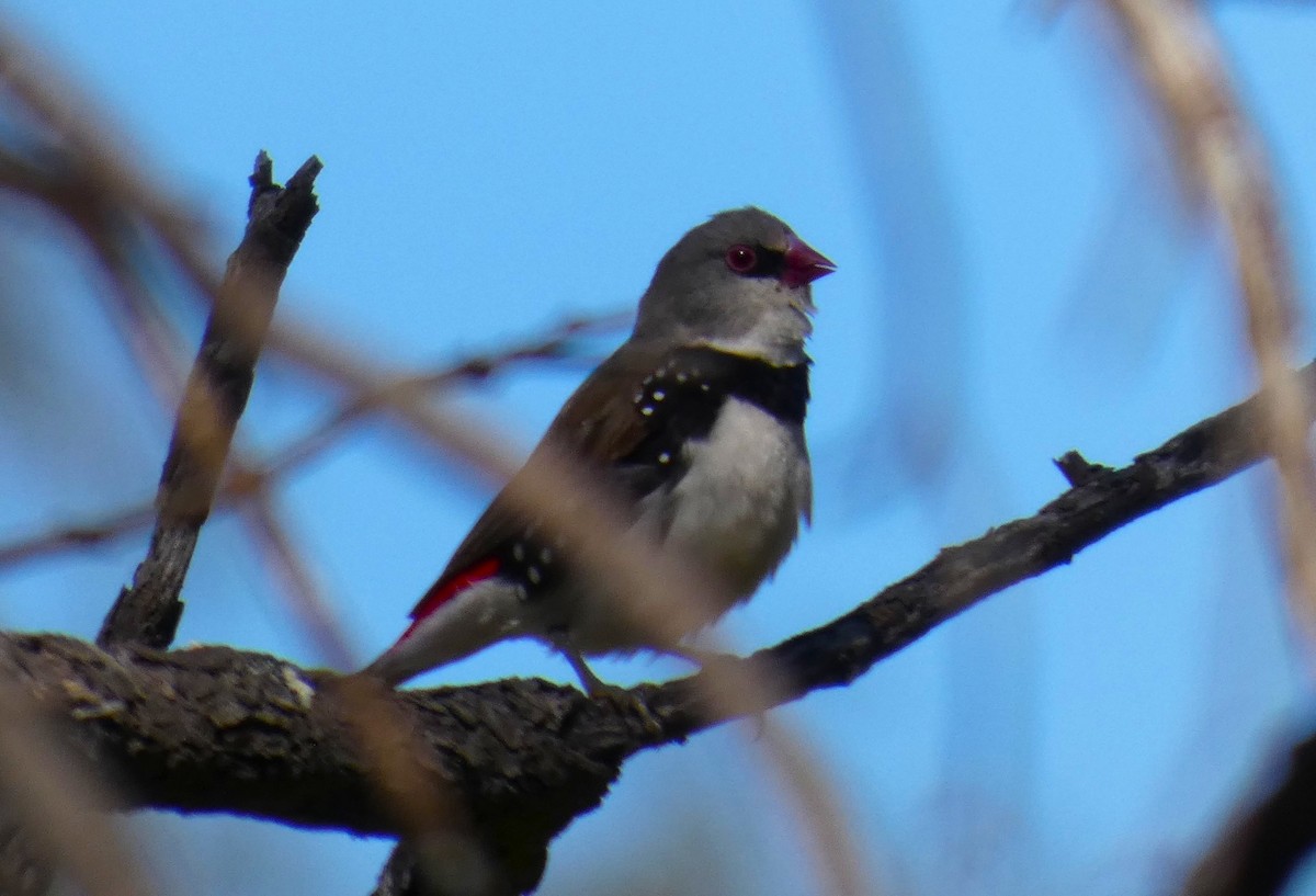 Diamond Firetail - ML641906908