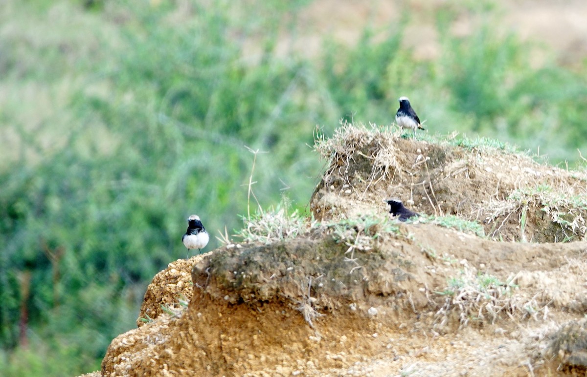Abyssinian Wheatear - ML641906912