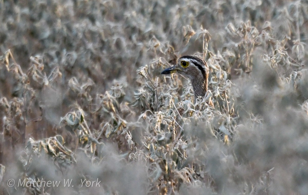 Double-striped Thick-knee - ML641906914