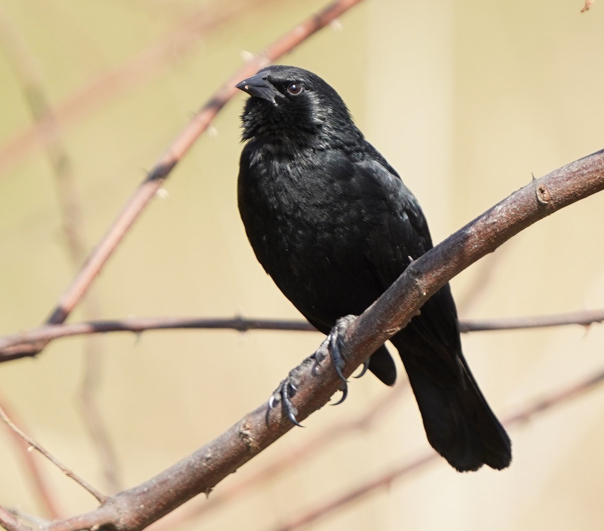 Chopi Blackbird - ML641906925
