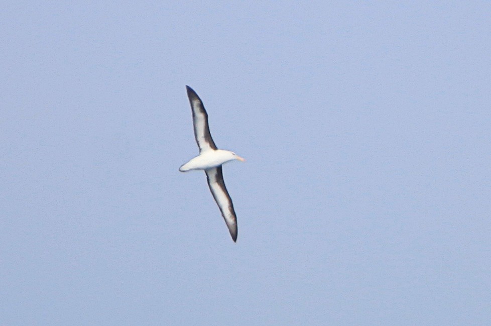 Black-browed Albatross - ML641906926