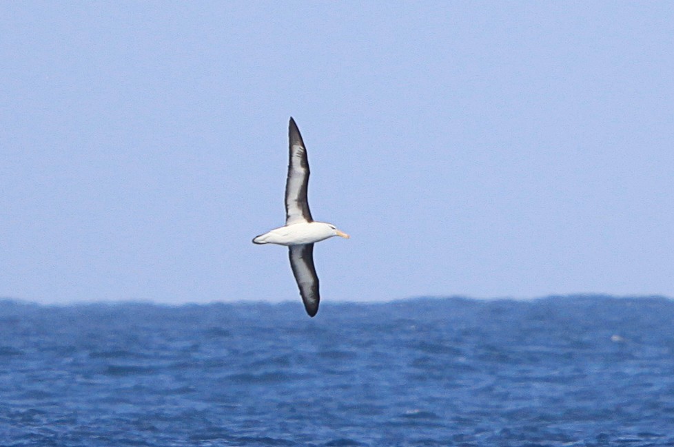 Black-browed Albatross - ML641906927