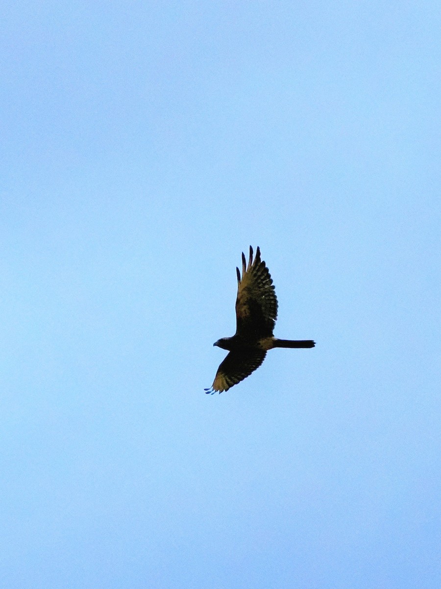 Eastern Marsh Harrier - ML641906929