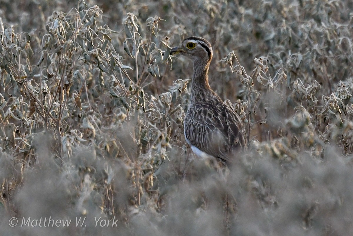 Double-striped Thick-knee - ML641906937