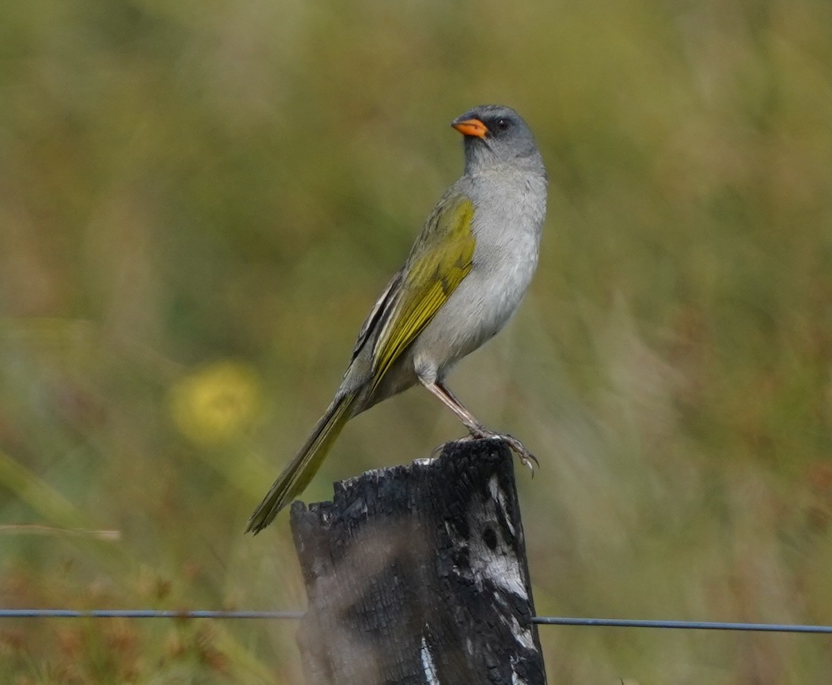 Great Pampa-Finch - ML641906939