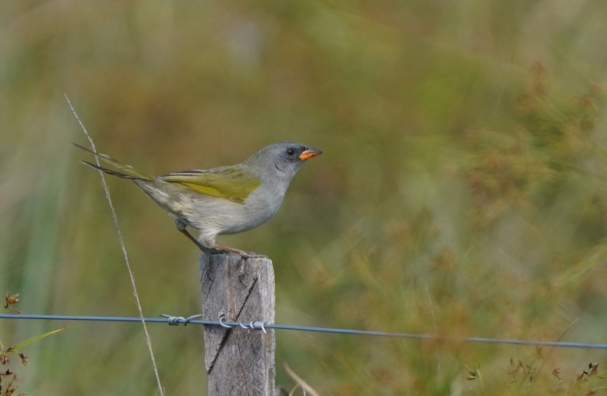 Great Pampa-Finch - ML641906942
