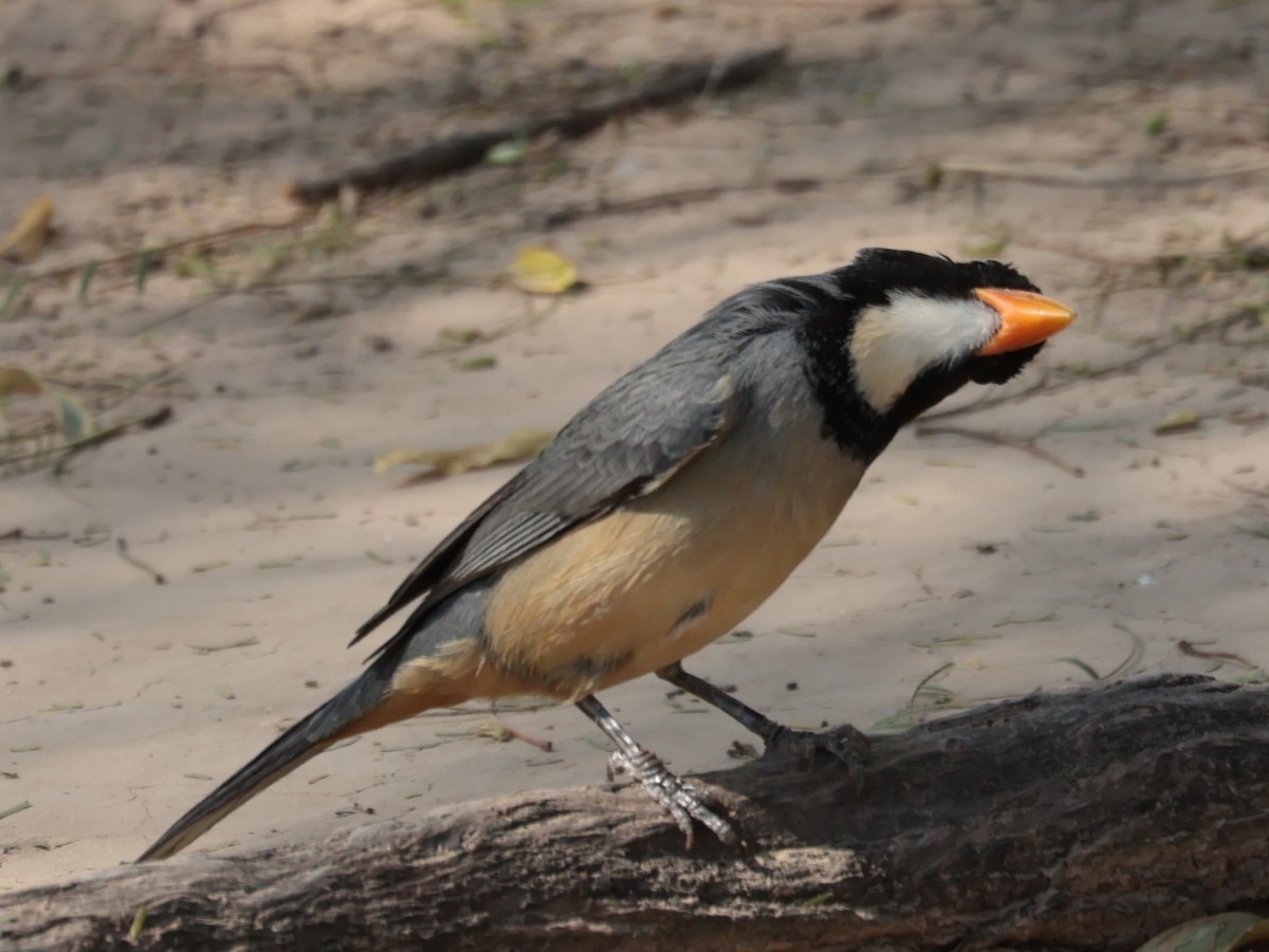 Golden-billed Saltator - ML641906944