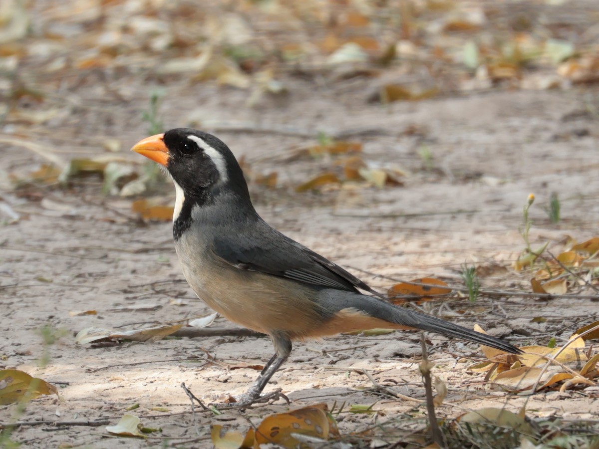 Golden-billed Saltator - ML641906945