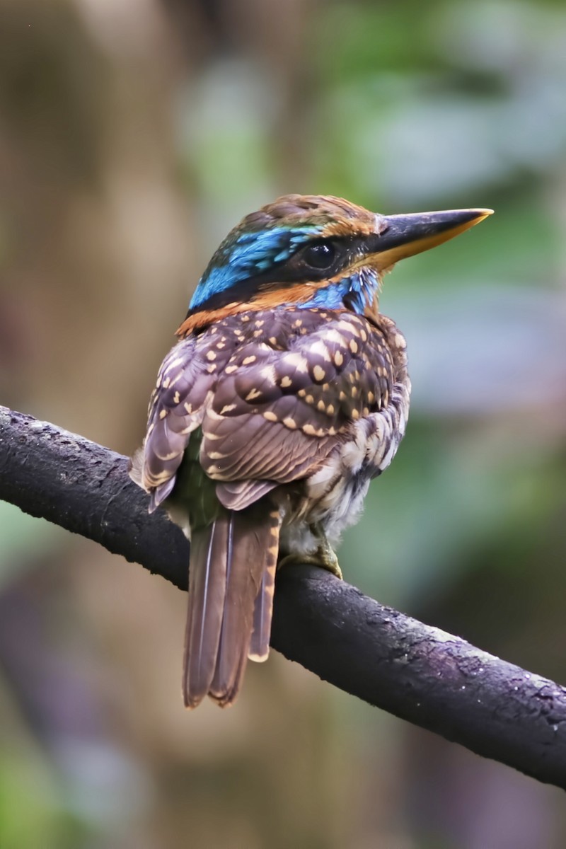 Spotted Kingfisher - ML641906947