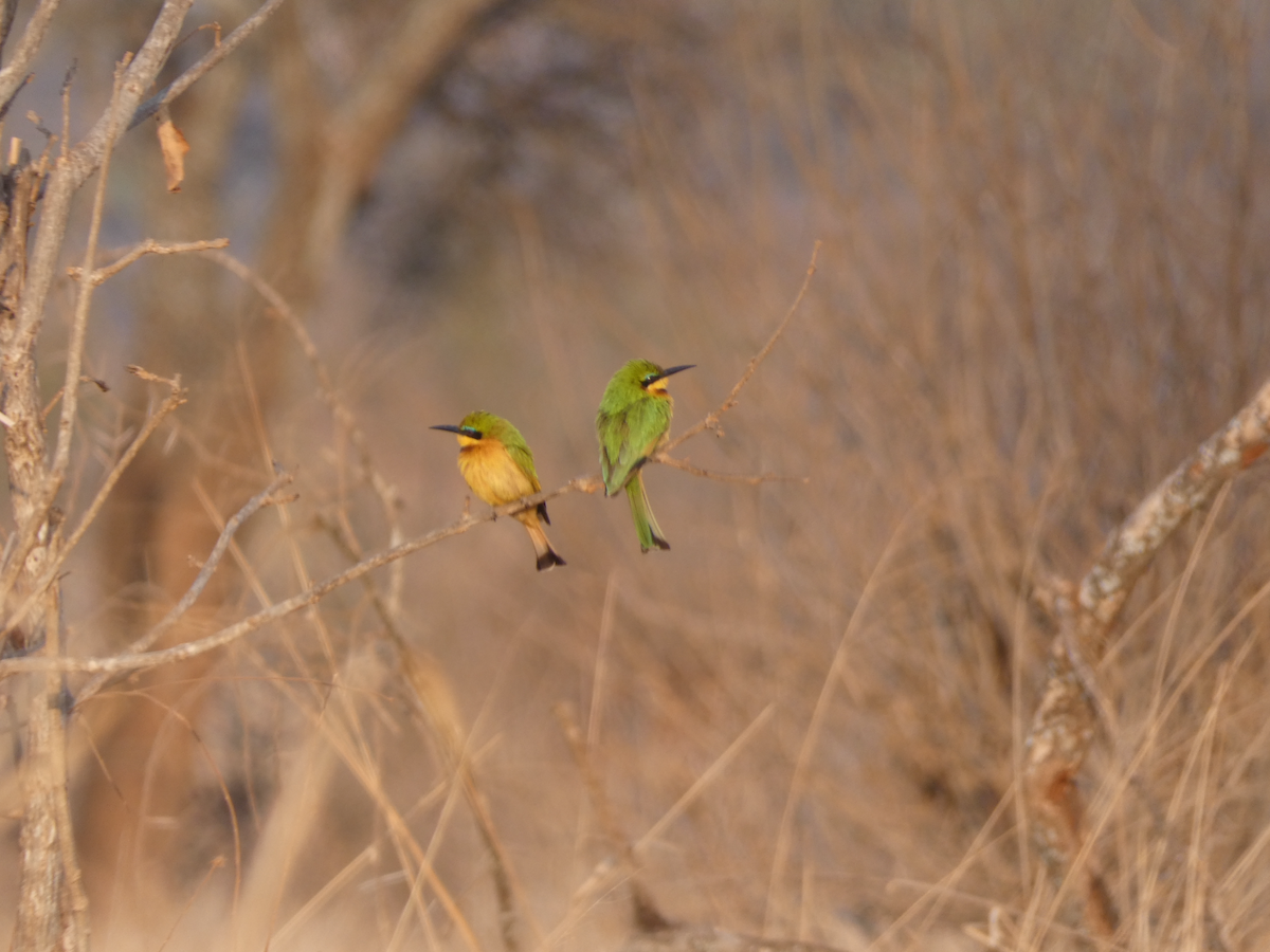 Little Bee-eater - ML641906948