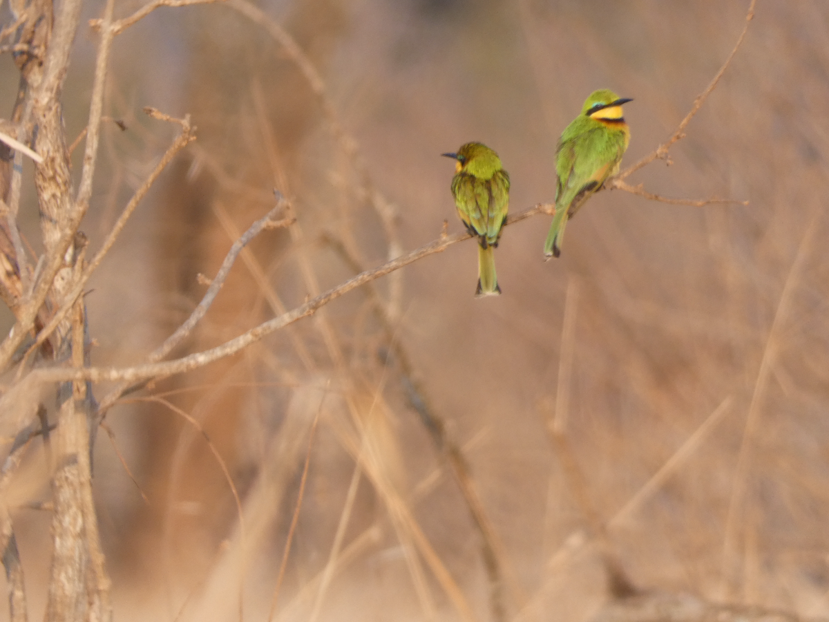 Little Bee-eater - ML641906949