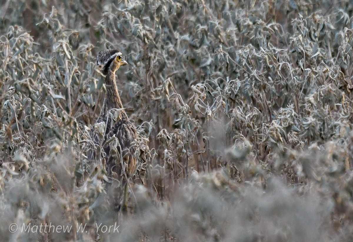 Double-striped Thick-knee - ML641906950